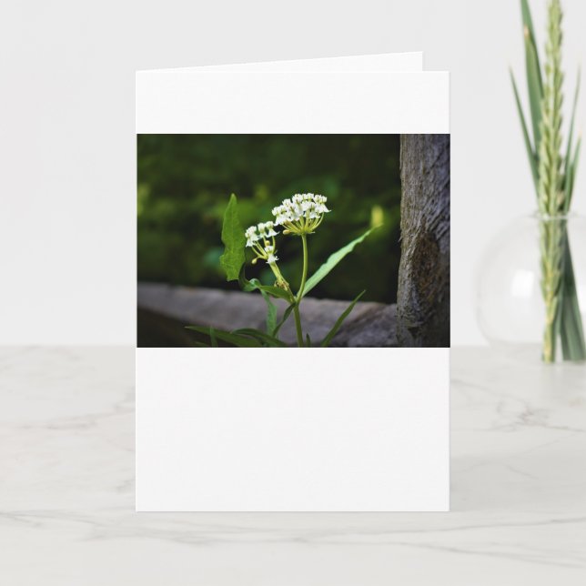 Milkweed, cartão (Frente)