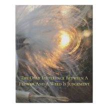 milkweed no sol em canvas