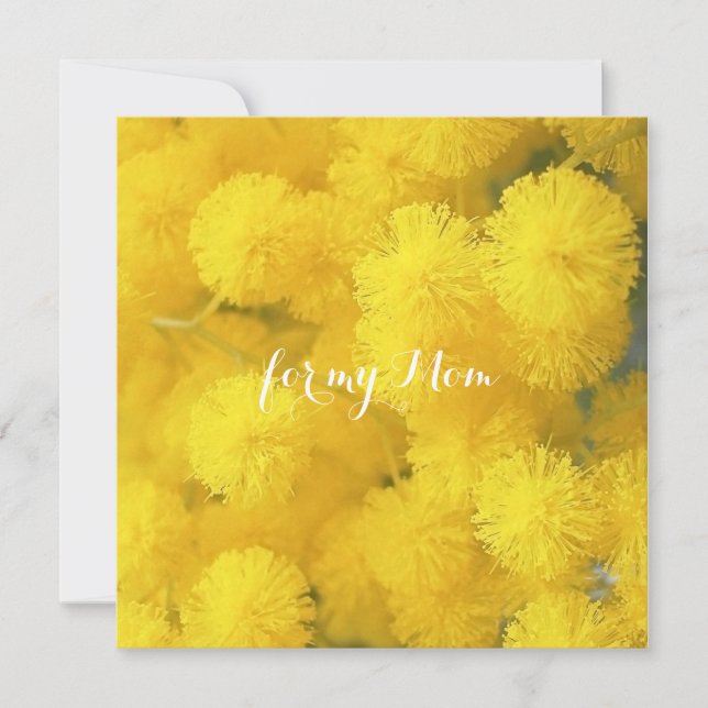 Mimosa. Flores de primavera amarelas. (Frente)