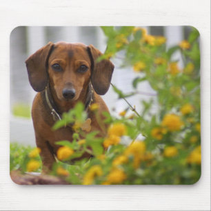Mini Dachshund vermelho Mousepad