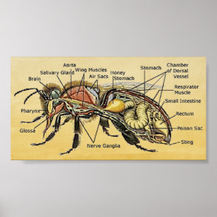 Mini Honey Bee Poster