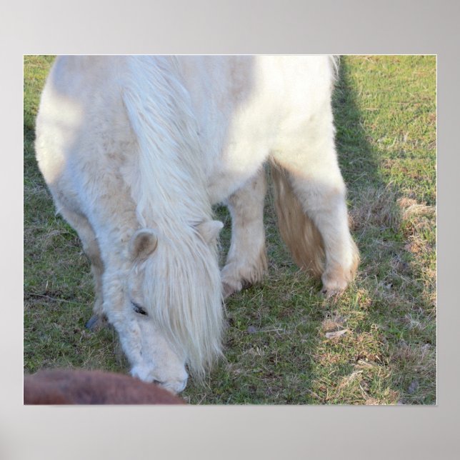 Mini Horse Poster (Frente)
