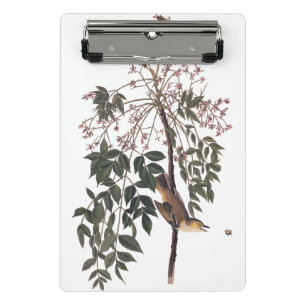 Mini Prancheta Audubon White Eyed Vireo Song Bird Art