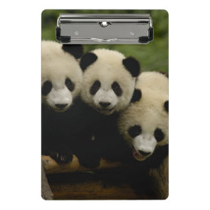 Mini Prancheta bebês de panda gigante (Ailuropoda melanoleuca)