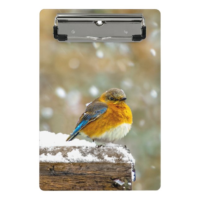 Mini Prancheta Bluebird oriental na neve - Foto original (Frente)