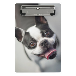 Mini Prancheta Buldogue francês das imagens de Getty