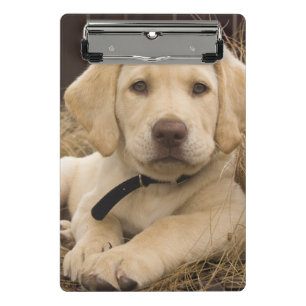 Mini Prancheta cachorro Labrador Retriever