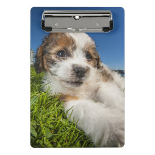 Mini Prancheta Cão de filhote de cachorro bonito (Shitzu)