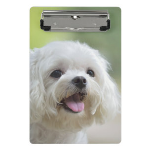 Mini Prancheta Cão maltês branco