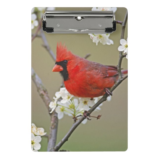 Mini Prancheta Cardinal-do-norte (Frente)