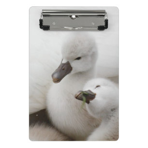 Mini Prancheta Cygnets da cisne muda