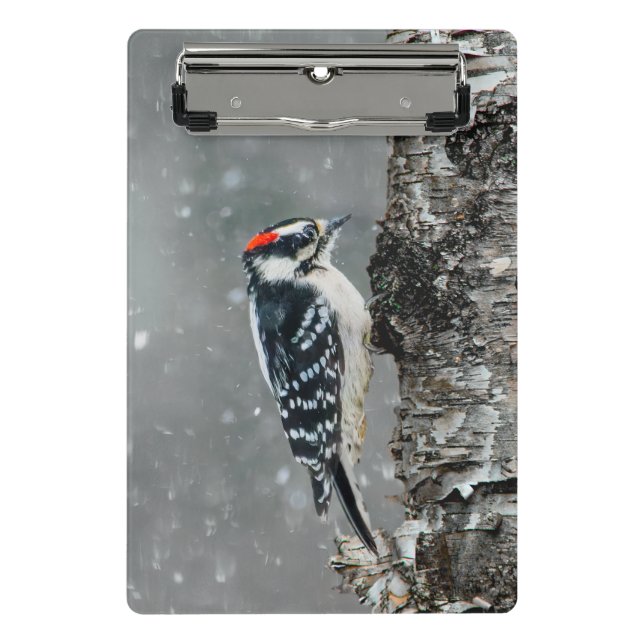 Mini Prancheta Downy Woodpecker em Neve - Foto Original (Frente)