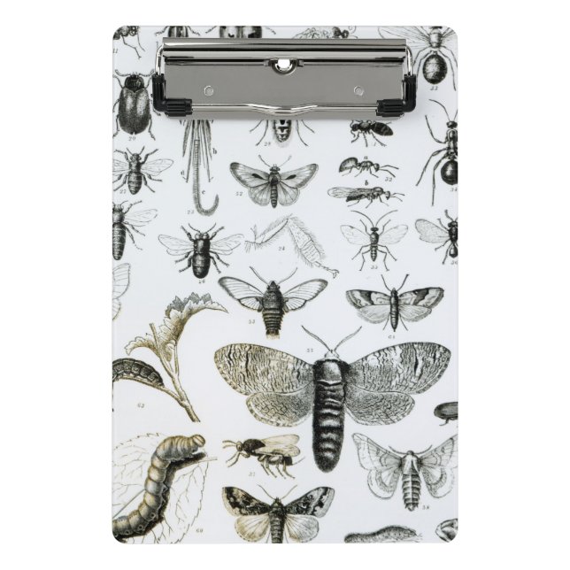 Mini Prancheta Entomologia (Frente)