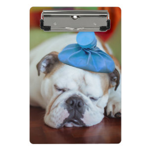 Mini Prancheta Filhote de cachorro novo doente das imagens de