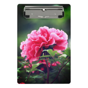 Mini Prancheta Flor de Pedônia Rosa no Jardim-33333