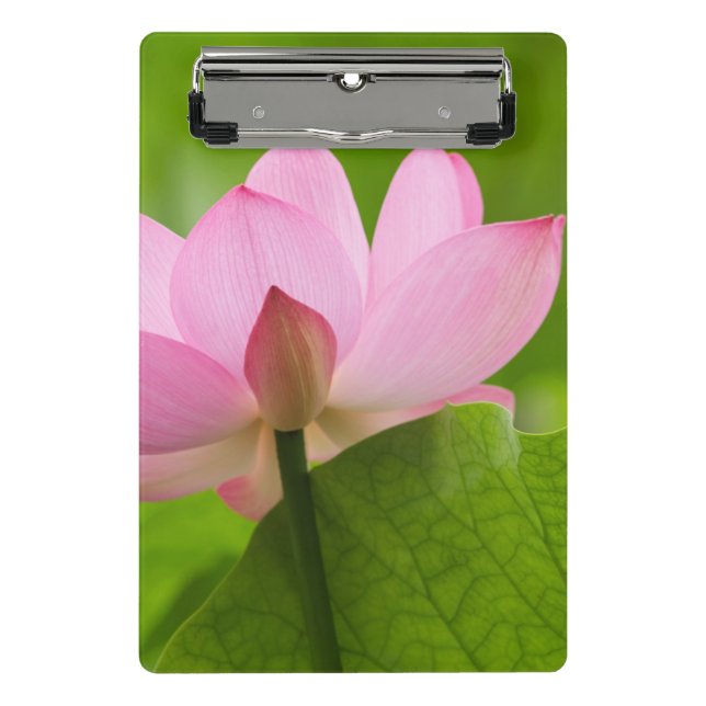 Mini Prancheta Franklin NC, Jardim de Água de Perry, Lótus (Frente)