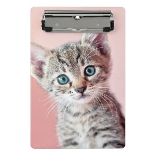 Mini Prancheta Gatinho bonito com olhos azuis