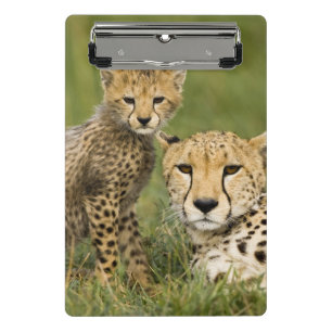 Mini Prancheta Guepardo, Acinonyx jubatus, com filhote