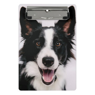 Mini Prancheta Imagens de Getty A border collie de sorriso