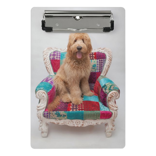 Mini Prancheta Imagens de Getty | Goldendoodle bonito (Frente)