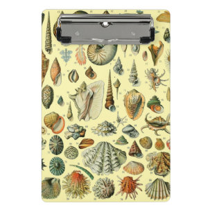 Mini Prancheta Impressão de Conchas Vintage Adolphe Millot Costei