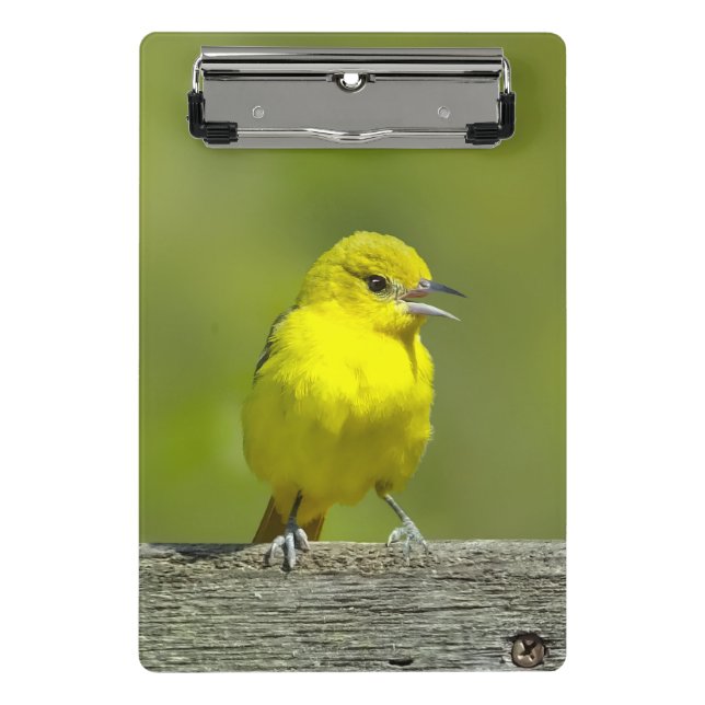 Mini Prancheta Orchard Oriole - Fotografia Original (Frente)