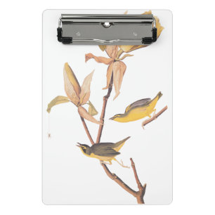 Mini Prancheta Par de passarinho do Kentucky - Audubon com aranha