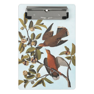 Mini Prancheta Pássaros Zenaida Dove da Audubon na Ramificação