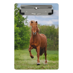 Mini Prancheta Pony islandês em uma Tölt Funny Photo Horse Love