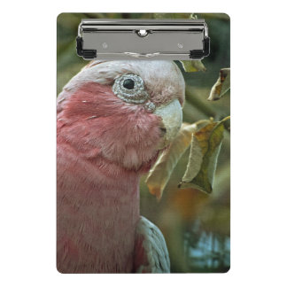 Mini Prancheta Retrato de Ave Australiana Galah Cockatoo Rosa