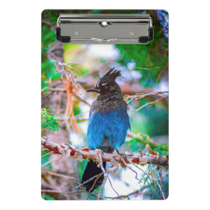 Mini Prancheta Steller's Jay - Fotografia original