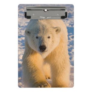 Mini Prancheta urso polar, Ursus maritimus, urso polar no gelo