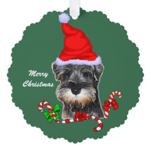 Miniatura Schnauzer Natal