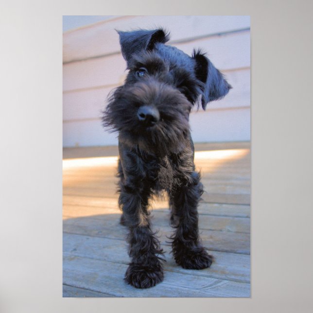 Miniatura Schnauzer Puppy Poster (Frente)