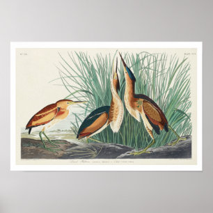 Mínimo Bittern por Poster Audubon