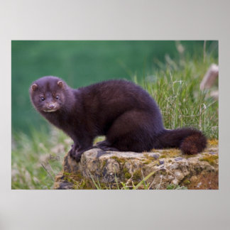 Mink Impressão