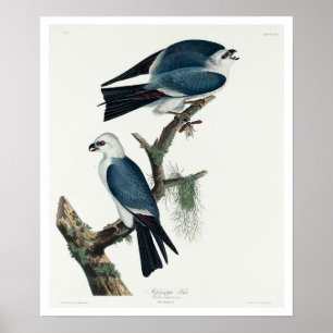 Mississípi por Poster de Audubon