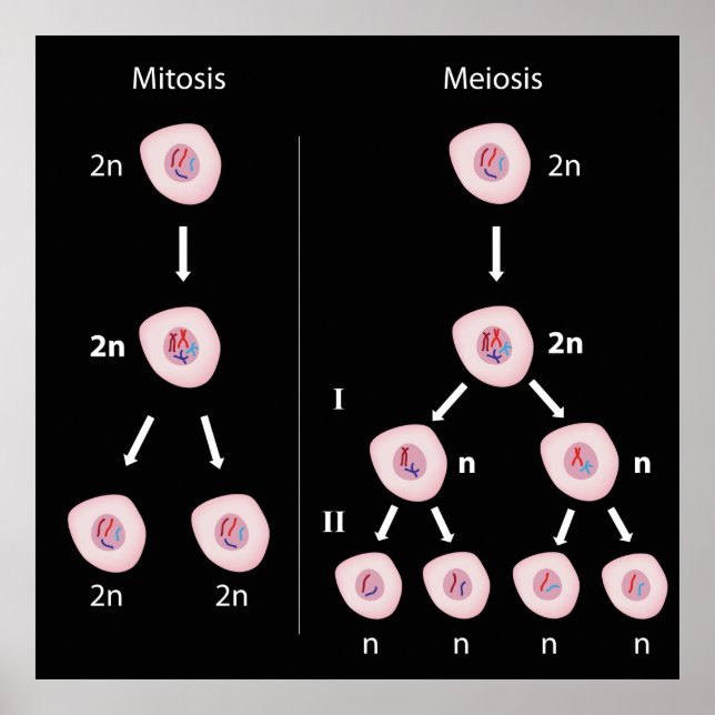 Mitose versus meiose Poster (Frente)