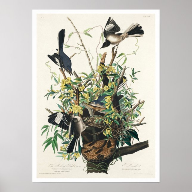 Mocking Bird by Audubon Poster (Frente)