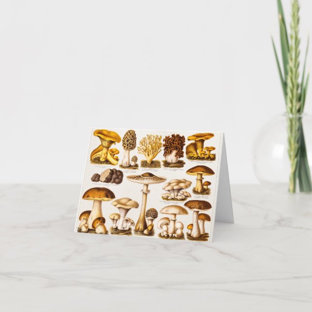 Modelo da variedade do cogumelo dos 1800s do (Frente)