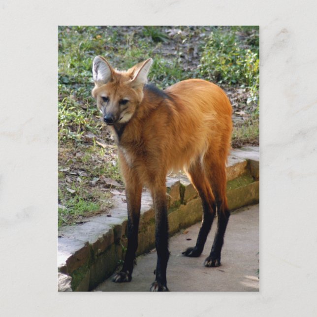 Modelo de Cartão Postal 4x6 (Frente)