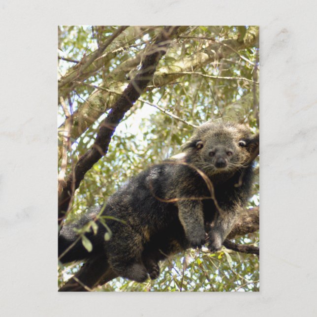 modelo de cartão postal 5x7 (Frente)