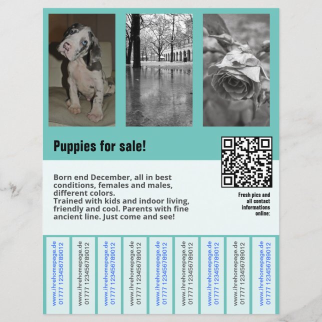 modelo de folheto de venda de cachorros código QR (Frente)