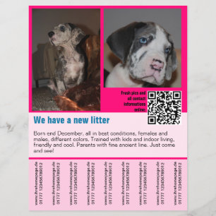 modelo de folheto de venda de cachorros código QR