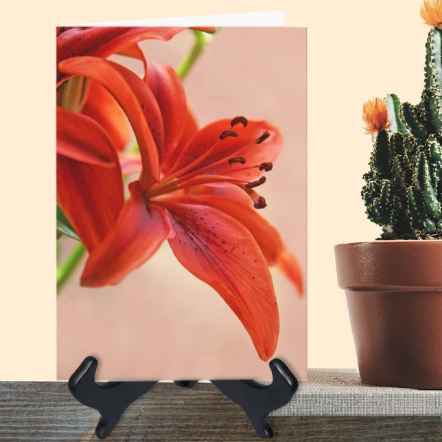 Modelo de Foto Tiger Lily Laranja Recupere-se em B (Criador carregado)