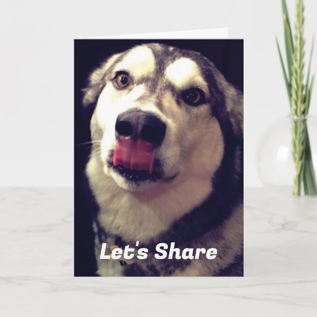 Modelo de fotografia de capa divertida de Malamute (Frente)