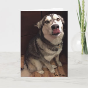 Modelo de Fotografia Malamute no alfanfarte do Ala