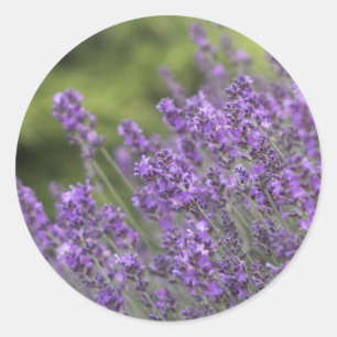 Modelo de preenchimento do adesivo - Personalizado