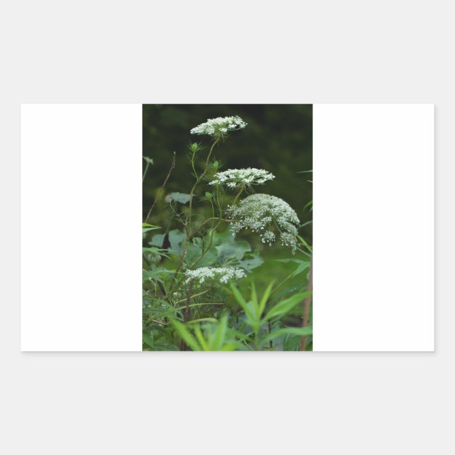 modelo do autocolante retangular (Frente)