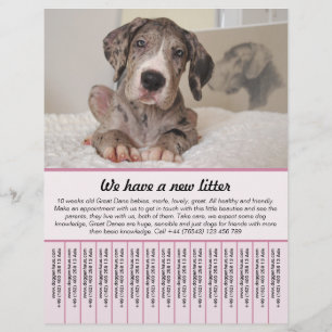 modelos de folhetos para venda de cachorro
